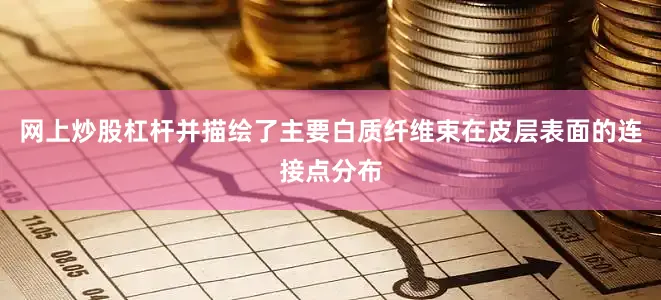 网上炒股杠杆并描绘了主要白质纤维束在皮层表面的连接点分布